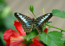 schmetterling0070132.jpg