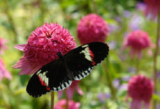schmetterling0070225.jpg