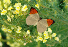 schmetterling0070226.jpg