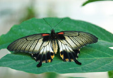 schmetterling0070227.jpg