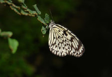 schmetterling0070229.jpg
