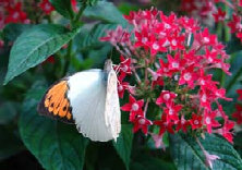 schmetterling007061.jpg