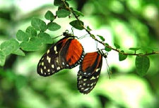 schmetterling007062.jpg