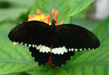 schmetterling007063.jpg