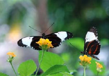 schmetterling007064.jpg