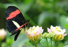 schmetterling007065.jpg