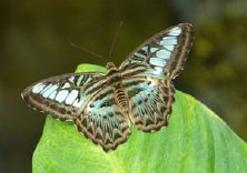 schmetterling007066.jpg
