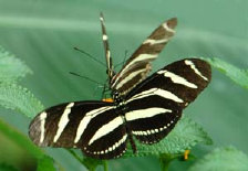 schmetterling007067.jpg