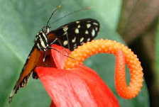 schmetterling007068.jpg