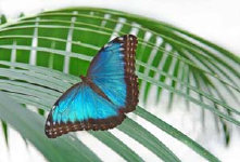 schmetterling007069.jpg