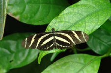 schmetterling007070.jpg