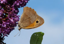 schmetterling007071.jpg