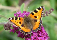 schmetterling007072.jpg
