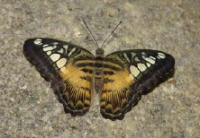 schmetterling007073.jpg