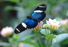 schmetterling007074.jpg