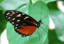 schmetterling007075.jpg