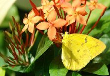 schmetterling007076.jpg