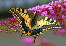 schmetterling007077.jpg