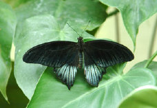 schmetterling007078.jpg