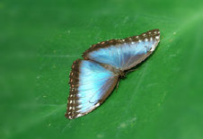 schmetterling007079.jpg