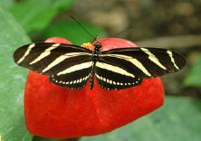 schmetterling007080.jpg