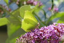 schmetterling007081.jpg