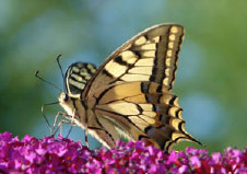 schmetterling007082.jpg