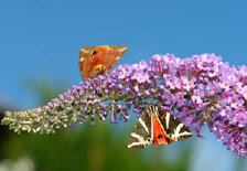 schmetterling007083.jpg
