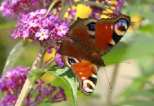 schmetterling007084.jpg