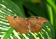 schmetterling007085.jpg