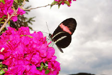 schmetterling007086.jpg