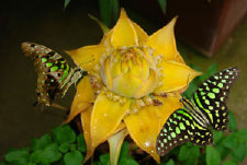 schmetterling007087.jpg