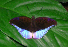 schmetterling007088.jpg