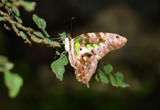 schmetterling007089.jpg