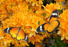 schmetterling007090.jpg