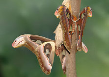 schmetterling007091.jpg