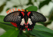 schmetterling007092.jpg