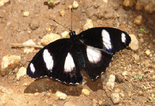 schmetterling007093.jpg