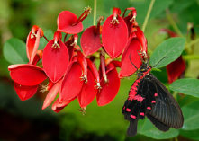 schmetterling007095.jpg