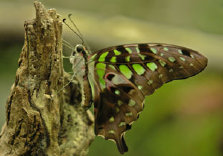 schmetterling007096.jpg