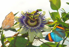 schmetterling007097.jpg