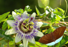 schmetterling007098.jpg