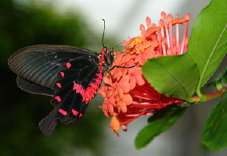 schmetterling007099.jpg