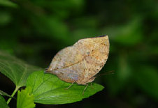 schmetterling0080100.jpg