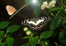 schmetterling0080101.jpg