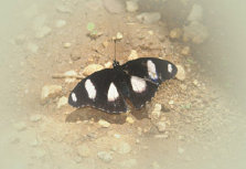 schmetterling0080102.jpg