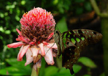 schmetterling0080103.jpg