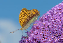 schmetterling0080105.jpg