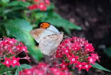 schmetterling0080106.jpg