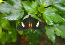 schmetterling0080107.jpg